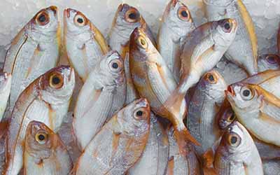 LED Licht für Fisch und Tiefgefrorenes