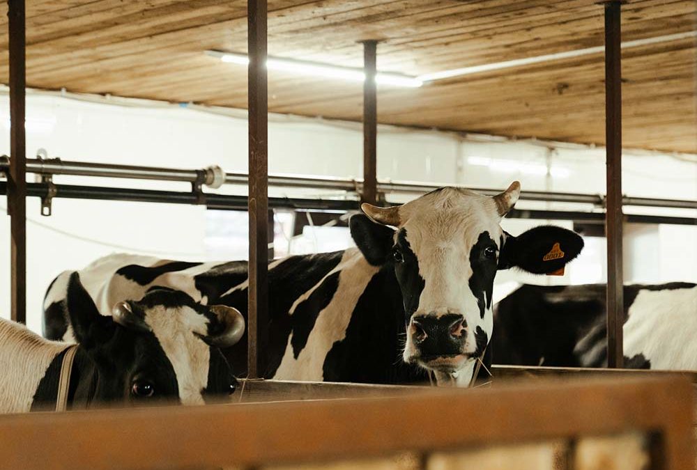 Optimale LED Stallbeleuchtung